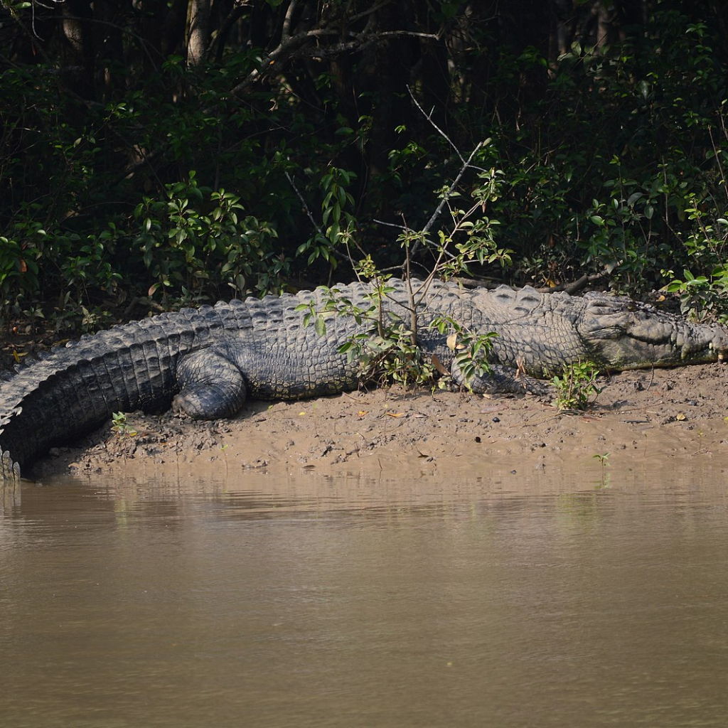 bhitarakanika national park