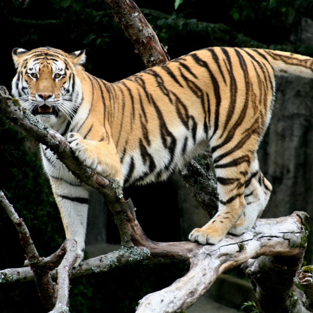 satkosia tiger reserve