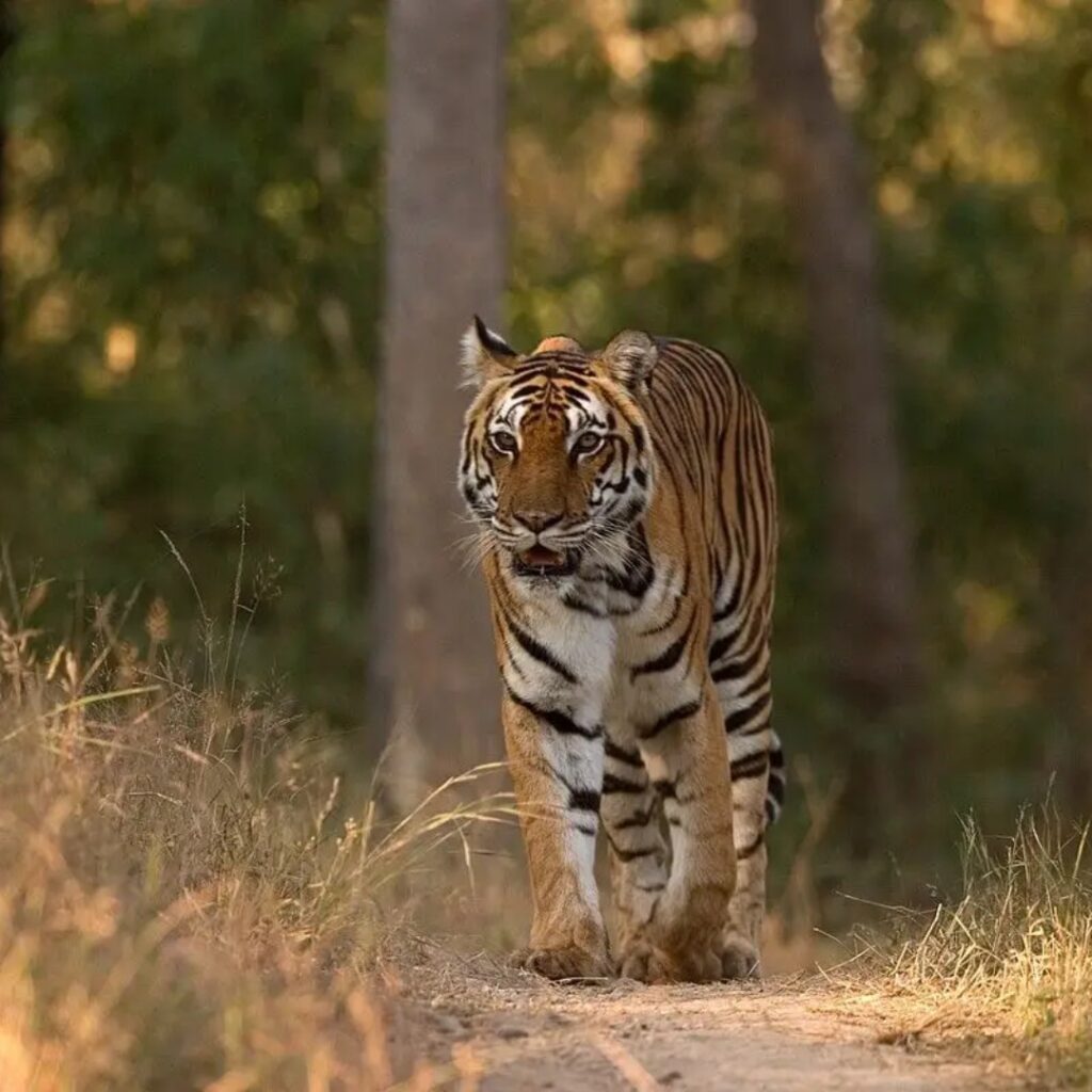 similipal national park