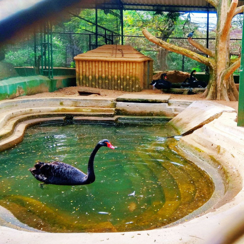 nandankanan zoological park